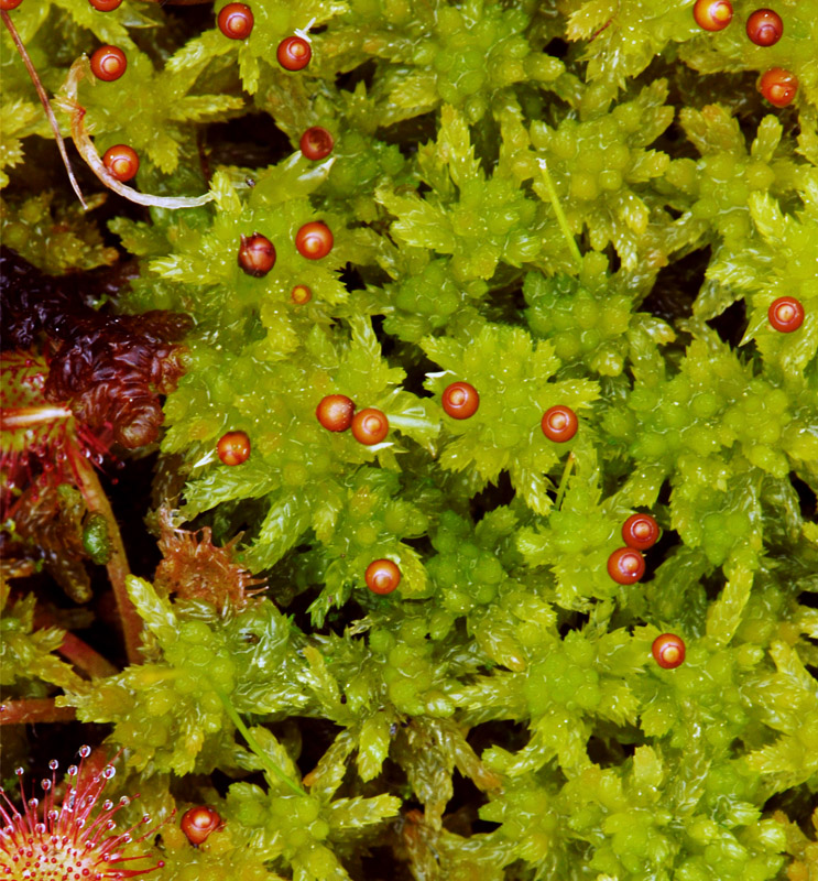 Sphagnum tenellum